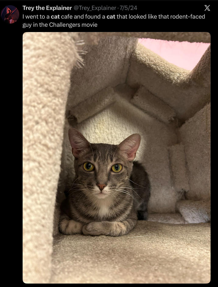 Trey the Explainer @Trey_Explainer 7/5/24 I went to a cat cafe and found a cat that looked like that rodent-faced guy in the Challengers movie X