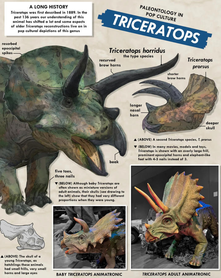 A LONG HISTORY Triceratops was first described in 1889. In the past 136 years our understanding of this animal has shifted a lot and some aspects of older Triceratops reconstructions live on in pop cultural depictions of this genus resorbed epoccipital spikes PALEONTOLOGY IN POP CULTURE TRICERATOPS Triceratops horridus recurved brow horns the type species Triceratops prorsus ▲ (ABOVE) The skull of a young Triceratops, as hatchlings these animals had small frills, very small horns and large eyes beak five toes, three nails ▼(BELOW) Although baby Triceratops are often shown as miniature versions of adult animals, their skulls (see drawing to the left) show that they had very different proportions when they were young. longer nasal horn shorter brow horns deeper skull ▲ (ABOVE) A second Triceratops species, T. prorsus ▼(BELOW) In many movies, models and toys, Triceratops is shown with an overly large frill, prominent epoccipital horns and elephant-like feet with 4-5 nails instead of 3. BABY TRICERATOPS ANIMATRONIC TRICERATOPS ADULT ANIMATRONIC