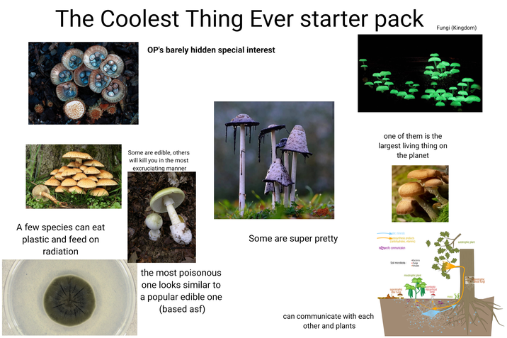 The Coolest Thing Ever starter pack OP's barely hidden special interest A few species can eat plastic and feed on radiation Some are edible, others will kill you in the most excruciating manner Some are super pretty H Fungi (Kingdom) one of them is the largest living thing on the planet the most poisonous one looks similar to a popular edible one (based asf) can communicate with each other and plants water, minerals ☑hotosynthesis products (carbohydrates, vitamins) interspecific communication Soil microbiota: saprotrophic litter fungi •Bacteria •Fungi •Viruses mixotrophic plant symbiotic mycorrhizal fungi moss autotrophic plant Saprotrophic Wood fungi
