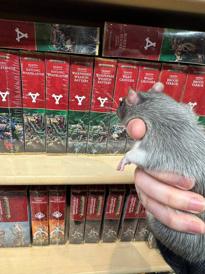 VEN A FIENDS SKAVEN BROOD TERROR A SKAVEN RATLING SKAVEN RATLING WARPBLASTER WARPBLASTER SKAVEN WARPSPARK SKAVEN WARPSPARK WEAPON BATTERY WEAPON SKAVEN WARP- GRINDER SKAVEN WARP- GRINDER BATTERY YYYYY SYLVANETH TREE- REVENANTS VANETH TREE- REVENANTS WARINM SKAVEN BROOD TERROR SKAVEN BROOD TERROR