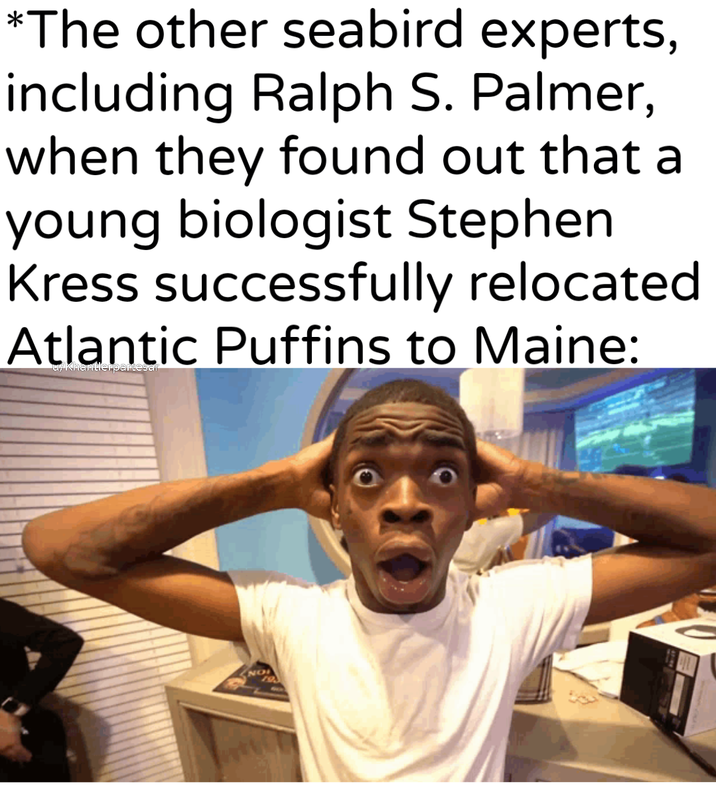 *The other seabird experts, including Ralph S. Palmer, when they found out that a young biologist Stephen Kress successfully relocated. Atlantic Puffins to Maine: QyRnGnterpartesar NO