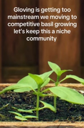 Gloving is getting too mainstream we moving to competitive basil growing let's keep this a niche community