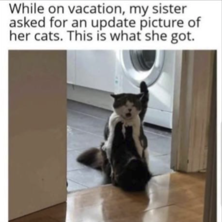 While on vacation, my sister asked for an update picture of her cats. This is what she got.