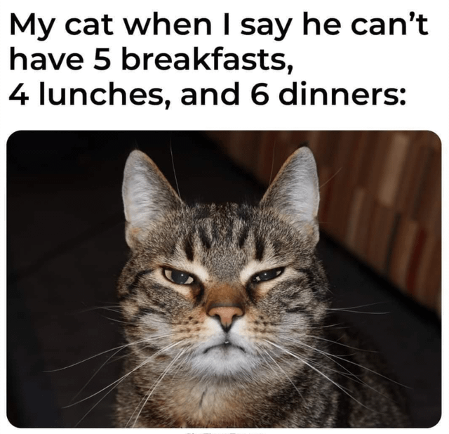 My cat when I say he can't have 5 breakfasts, 4 lunches, and 6 dinners: