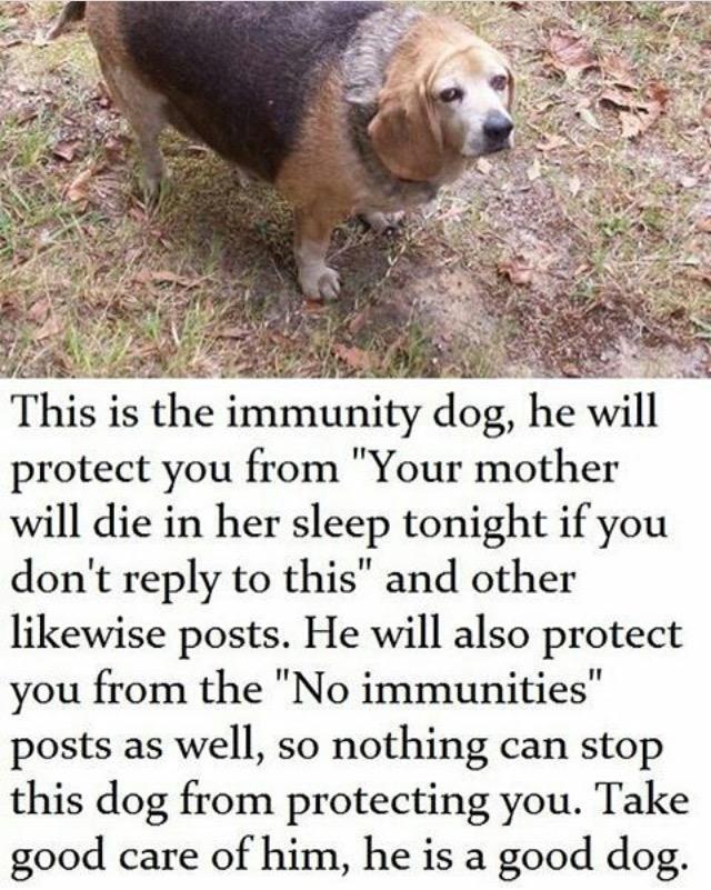 The original Immunity Dog meme. The meme grants you immunity from memes that wish harm upon you.