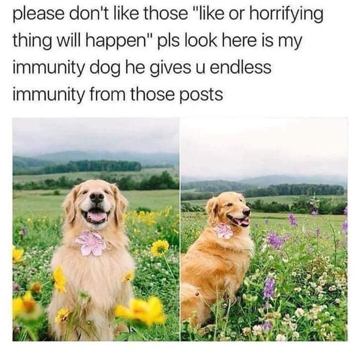 A version of the Immunity Dog meme. The meme features a golden lab in a field of flowers.