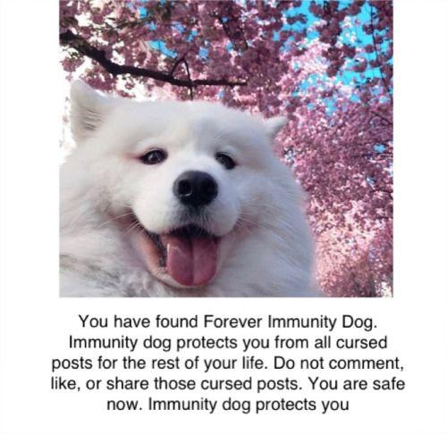 You have found Forever Immunity Dog. Immunity dog protects you from all cursed posts for the rest of your life. Do not comment, like, or share those cursed posts. You are safe now. Immunity dog protects you