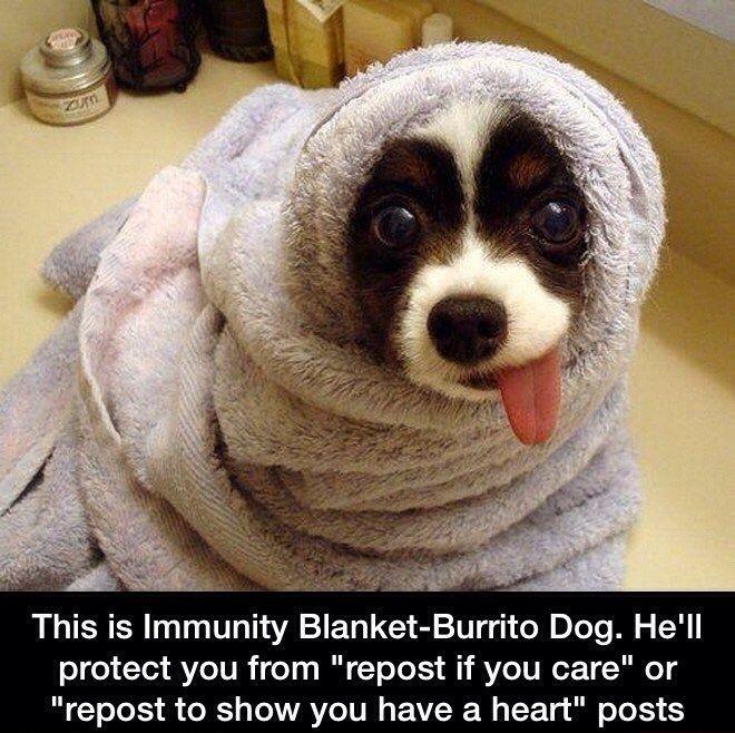 zum This is Immunity Blanket-Burrito Dog. He'll protect you from "repost if you care" or "repost to show you have a heart" posts