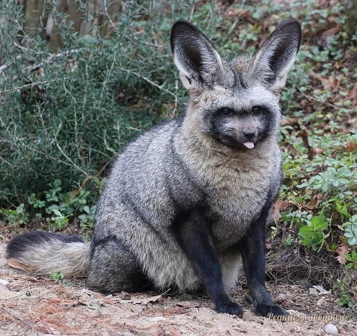 „Редкие животны