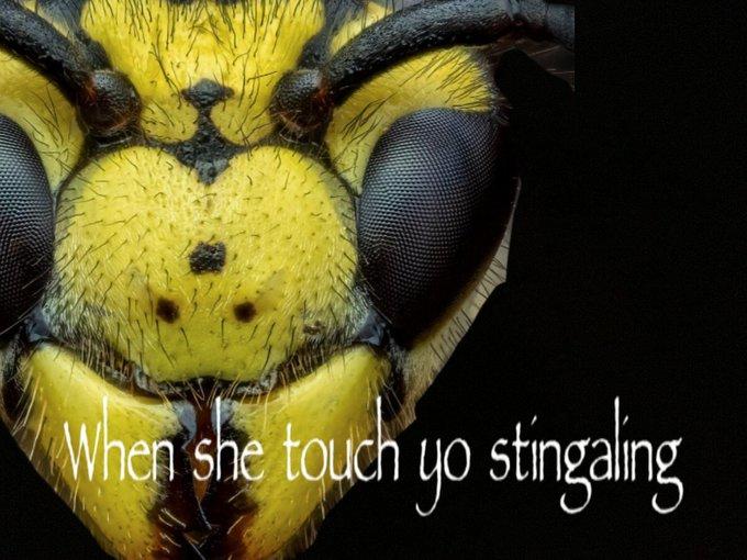An image macro of a wasp. It reads, "When she touch yo stingaling."