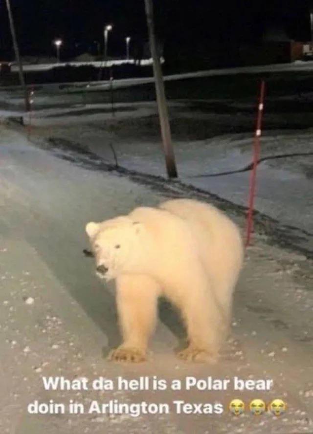 What da hell is a Polar bear doin in Arlington Texas