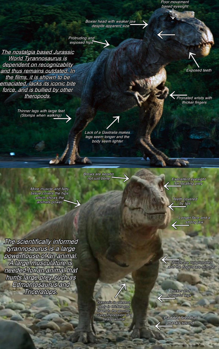 Boxier head with weaker jaw despite apparent size Protruding and exposed hips The nostalgia based Jurassic World Tyrannosaurus is dependent on recognizablity and thus remains outdated. In the films, it is shown to be emaciated, lacks its iconic bite force, and is bullied by other theropods. Thinner legs with large feet (Stomps when walking) More muscle and fatty tissue covers the hips which shows the animals power The scientifically informed tyrannosaurus is a large powerhouse of an animal. Alarge musculature is needed for an animal that hunts large prey such as Edmontosaurus and Triceratops. Lack of a Gastralia makes legs seem longer and the body seem lighter Brows are keratin not just bone Poor movement based eyesight Exposed teeth Pronated wrists with thicker fingers → K Execellent eyesight for locating prey Teeth covered by lips Longer face and a strong jaw ← Wrists are not pronated and the fingers are slimmer Thicker and powerful legs Gastralia is present, body is thicker and lower to the ground. Gives impression of a heavy animal Padded feet that masks sound