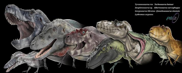 Tyrannosaurus rex Tarbosaurus bataar Daspletosaurus sp. Albertosaurus sarcophagus Gorgosaurus libratus Qianzhousaurus sinensis Lythronax argestes pale