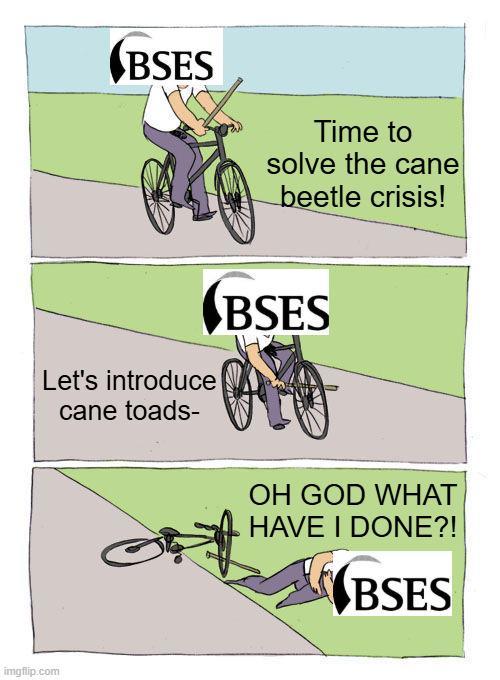 BSES Time to solve the cane beetle crisis! Let's introduce cane toads- BSES imgflip.com OH GOD WHAT HAVE I DONE?! BSES