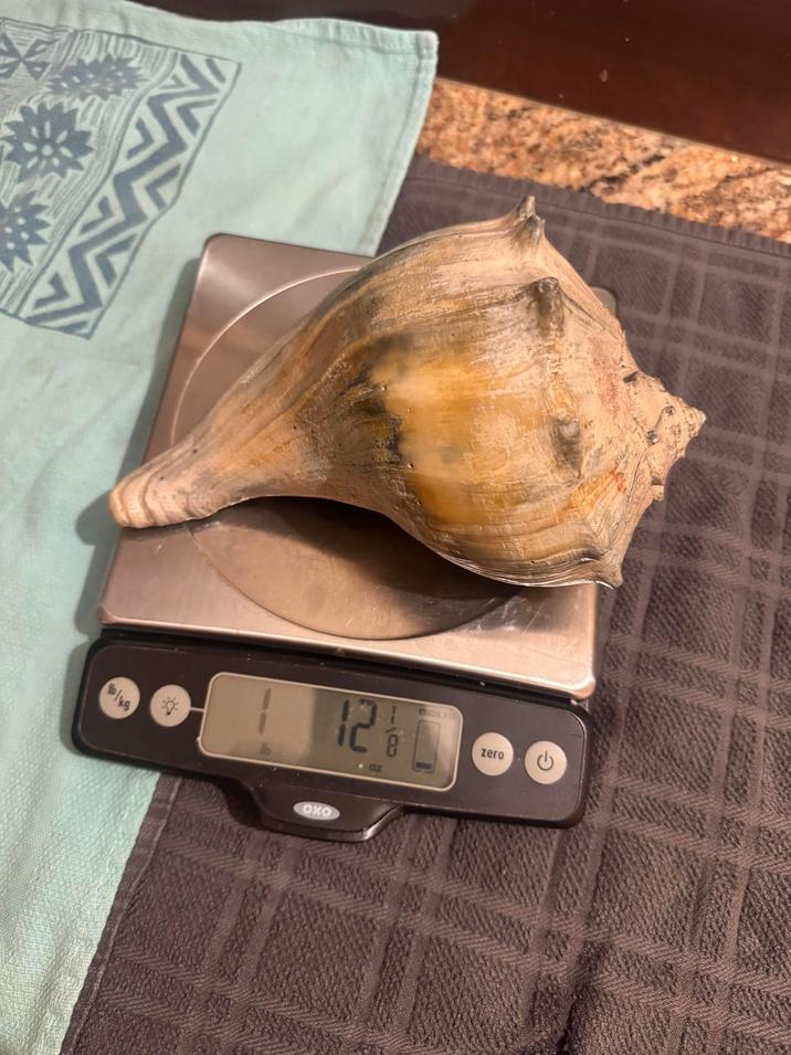 N OXO 12 1/1/0 BACK zero