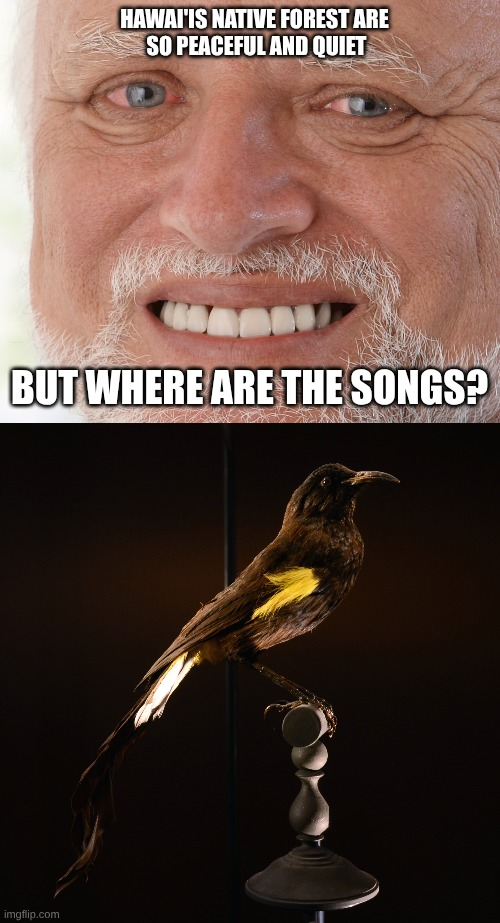 HAWAI'IS NATIVE FOREST ARE SO PEACEFUL AND QUIET BUT WHERE ARE THE SONGS? imgflip.com