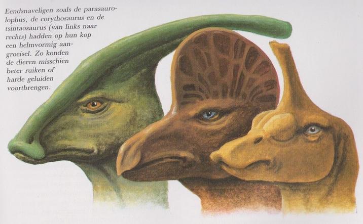 Eendsnaveligen zoals de parasauro- lophus, de corythosaurus en de tsintaosaurus (van links naar rechts) hadden op hun kop een helmvormig aan- groeisel. Zo konden de dieren misschien beter ruiken of harde geluiden voortbrengen.