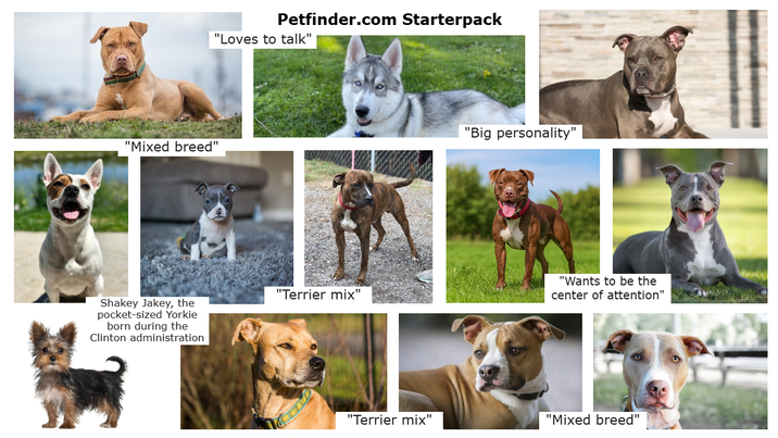 Petfinder.com Starterpack "Loves to talk" "Mixed breed" Shakey Jakey, the pocket-sized Yorkie born during the Clinton administration "Terrier mix" "Big personality" "Wants to be the center of attention" "Terrier mix" "Mixed breed"