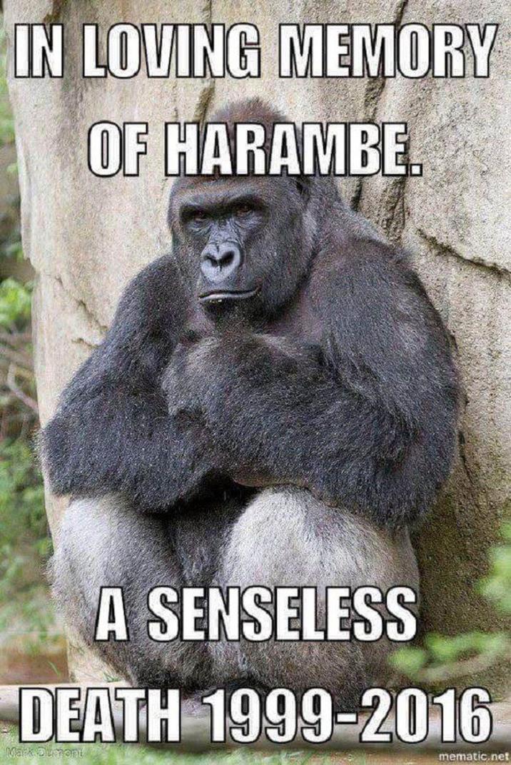IN LOVING MEMORY OF HARAMBE. A SENSELESS DEATH 1999-2016 Mack Dumont mematic.net