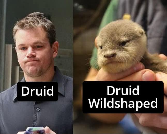 Druid Druid Wildshaped