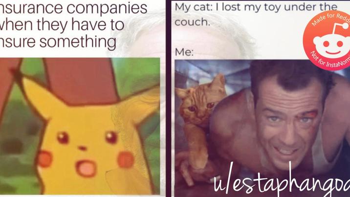 nsurance companies when they have to nsure something My cat: I lost my toy under the couch. Me: Made for Redd Not for InstaNom ulestaphangod пдос