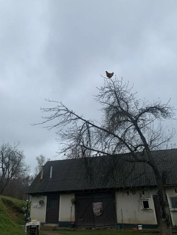 A photo of a chicken sitting on the top of a tree. The image is usually paired with a screaming sound.