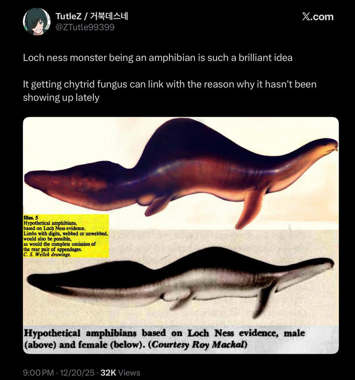 TutleZ/거북데스네 @ZTutle99399 X.com Loch ness monster being an amphibian is such a brilliant idea It getting chytrid fungus can link with the reason why it hasn't been showing up lately Illus. 5 Hypothetical amphibians, based on Loch Ness evidence. Limbs with digits, webbed or unwebbed, would also be possible, as would the complete omission of the rear pair of appendages. C. S. Wellek drawings. Hypothetical amphibians based on Loch Ness evidence, male (above) and female (below). (Courtesy Roy Mackal) 9:00 PM 12/20/25 32K Views