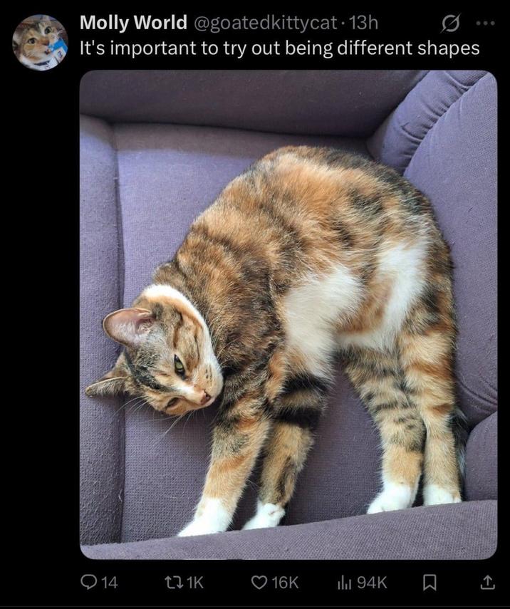 Molly World @goatedkittycat. 13h It's important to try out being different shapes 14 271K 16K ili 94K Σ 600