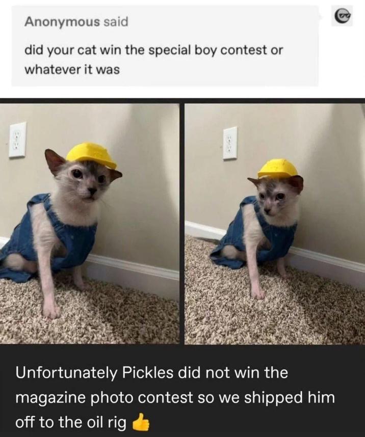Anonymous said did your cat win the special boy contest or whatever it was Unfortunately Pickles did not win the magazine photo contest so we shipped him off to the oil rig