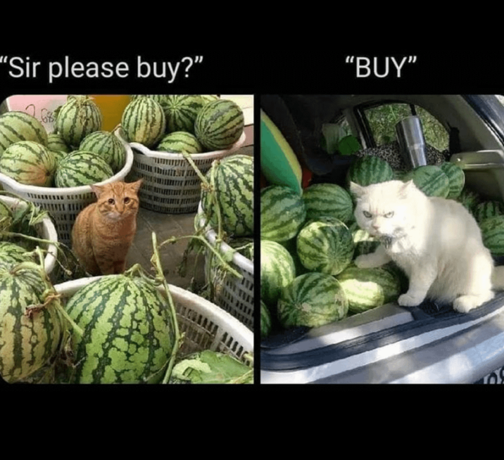 "Sir please buy?" "BUY"