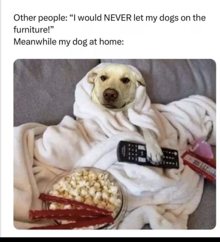 Other people: "I would NEVER let my dogs on the furniture!" Meanwhile my dog at home: tankthe brownlab