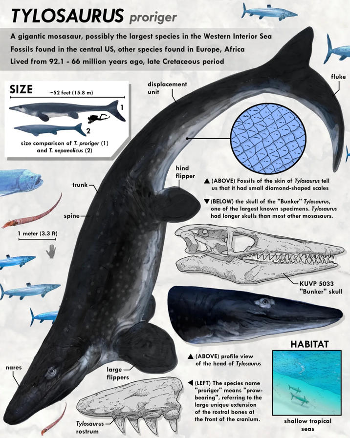 TYLOSAURUS proriger A gigantic mosasaur, possibly the largest species in the Western Interior Sea Fossils found in the central US, other species found in Europe, Africa Lived from 92.1 - 66 million years ago, late Cretaceous period SIZE ~52 feet (15.8 m) nares size comparison of T. proriger (1) and T. nepaeolicus (2) trunk- 1 meter (3.3 ft) spine. Tylosaurus rostrum displacement unit < fluke hind flipper (ABOVE) Fossils of the skin of Tylosaurus tell us that it had small diamond-shaped scales (BELOW) the skull of the "Bunker" Tylosaurus, one of the largest known specimens. Tylosaurus had longer skulls than most other mosasaurs. KUVP 5033 "Bunker" skull large flippers (ABOVE) profile view of the head of Tylosaurus (LEFT) The species name "proriger" means "prow- bearing", referring to the large unique extension of the rostral bones at the front of the cranium. HABITAT shallow tropical seas