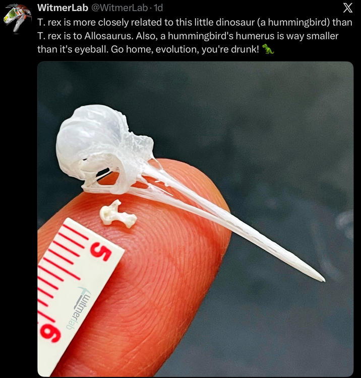 nerlab WitmerLab @WitmerLab 1d X T. rex is more closely related to this little dinosaur (a hummingbird) than T. rex is to Allosaurus. Also, a hummingbird's humerus is way smaller than it's eyeball. Go home, evolution, you're drunk! Witmerlab 5