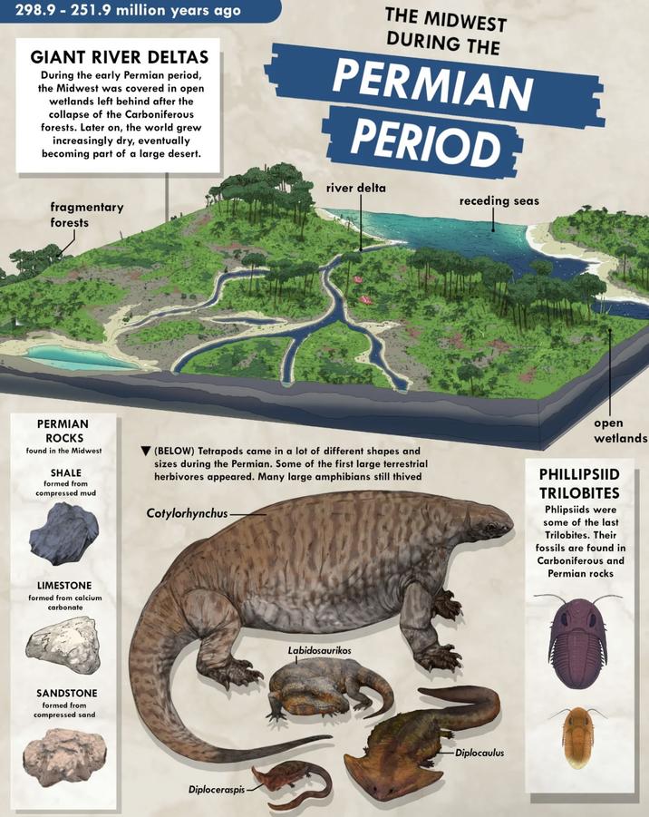 298.9-251.9 million years ago GIANT RIVER DELTAS During the early Permian period, the Midwest was covered in open wetlands left behind after the collapse of the Carboniferous forests. Later on, the world grew increasingly dry, eventually becoming part of a large desert. THE MIDWEST DURING THE PERMIAN PERIOD river delta receding seas fragmentary forests PERMIAN ROCKS found in the Midwest SHALE formed from compressed mud (BELOW) Tetrapods came in a lot of different shapes and sizes during the Permian. Some of the first large terrestrial herbivores appeared. Many large amphibians still thived Cotylorhynchus- open wetlands PHILLIPSIID TRILOBITES Phlipsiids were some of the last Trilobites. Their fossils are found in Carboniferous and Permian rocks LIMESTONE formed from calcium carbonate SANDSTONE formed from compressed sand Diploceraspis Labidosaurikos -Diplocaulus