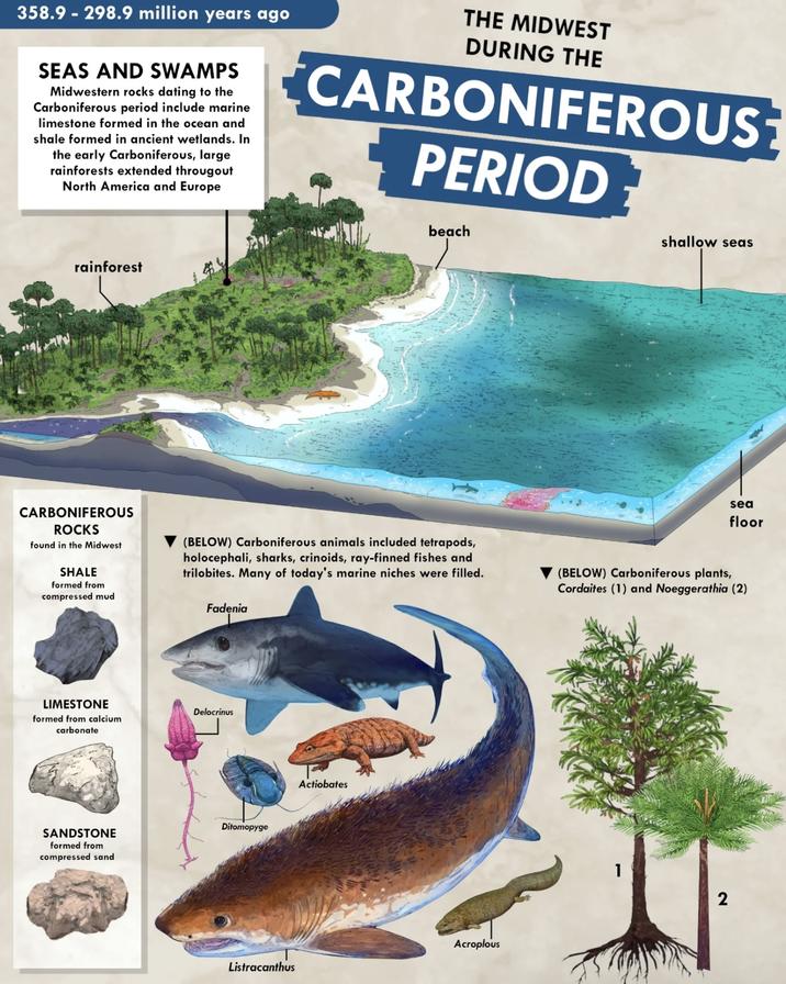 358.9-298.9 million years ago SEAS AND SWAMPS Midwestern rocks dating to the Carboniferous period include marine limestone formed in the ocean and shale formed in ancient wetlands. In the early Carboniferous, large rainforests extended througout North America and Europe THE MIDWEST DURING THE CARBONIFEROUS PERIOD rainforest beach shallow seas CARBONIFEROUS ROCKS found in the Midwest SHALE formed from compressed mud (BELOW) Carboniferous animals included tetrapods, holocephali, sharks, crinoids, ray-finned fishes and trilobites. Many of today's marine niches were filled. sea floor (BELOW) Carboniferous plants, Cordaites (1) and Noeggerathia (2) LIMESTONE Fadenia Delocrinus formed from calcium carbonate SANDSTONE formed from compressed sand Ditomopyge Actiobates Acroplous Listracanthus 2