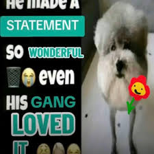STATEMENT ទ SO WONDERFUL even HIS GANG LOVED IT