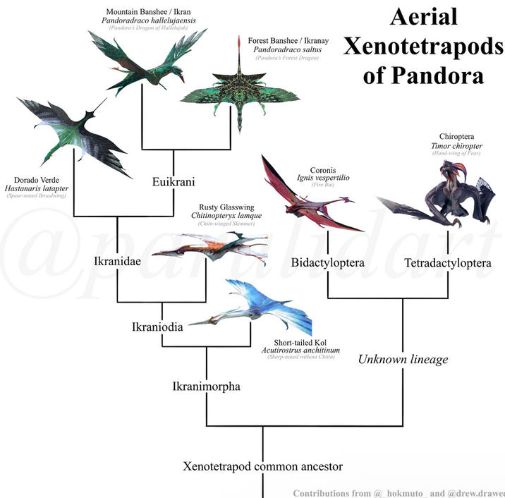 Dorado Verde Hastanaris latapter (Spear-nosed Broadwing) Mountain Banshee / Ikran Pandoradraco hallelujaensis (Pandora's Dragon of Hallelujah) @ Ikranidae Forest Banshee / Ikranay Pandoradraco saltus (Pandora's Forest Dragon) Aerial Xenotetrapods of Pandora Euikrani Rusty Glasswing Chitinopteryx lamque (Chitn-winged Skimmer) Ikraniodia Ikranimorpha Coronis Ignis vespertilio (Fire Bat) Chiroptera Timor chiropter (Hand-wing of Fear) Bidactyloptera Terada Tetradactyloptera Short-tailed Kol Acutirostrus anchitinum (Sharp-nosed without Chitin) Unknown lineage Xenotetrapod common ancestor Contributions from @hokmuto and @drew.drawe
