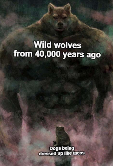 Wild wolves from 40,000 years ago Dogs being dressed up like tacos