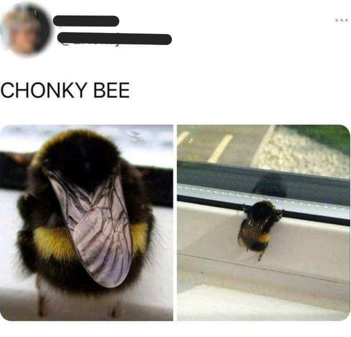 C----- BEE