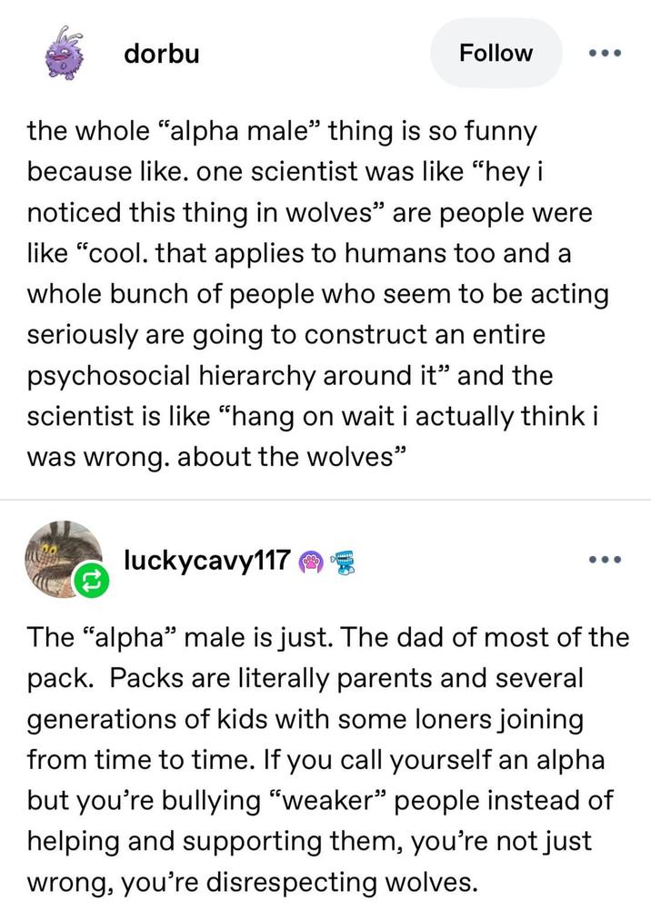 dorbu Follow the whole "alpha male" thing is so funny because like. one scientist was like "hey i noticed this thing in wolves" are people were like "cool. that applies to humans too and a whole bunch of people who seem to be acting seriously are going to construct an entire psychosocial hierarchy around it" and the scientist is like "hang on wait i actually think i was wrong. about the wolves" luckycavy117 € The "alpha" male is just. The dad of most of the pack. Packs are literally parents and several generations of kids with some loners joining from time to time. If you call yourself an alpha but you're bullying "weaker” people instead of helping and supporting them, you're not just wrong, you're disrespecting wolves.