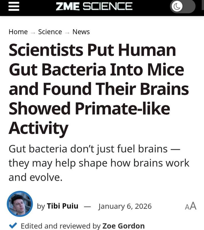 III ZME SCIENCE Home Science News Scientists Put Human Gut Bacteria Into Mice and Found Their Brains Showed Primate-like Activity - Gut bacteria don't just fuel brains they may help shape how brains work and evolve. by Tibi Puiu January 6, 2026 AA ✔ Edited and reviewed by Zoe Gordon