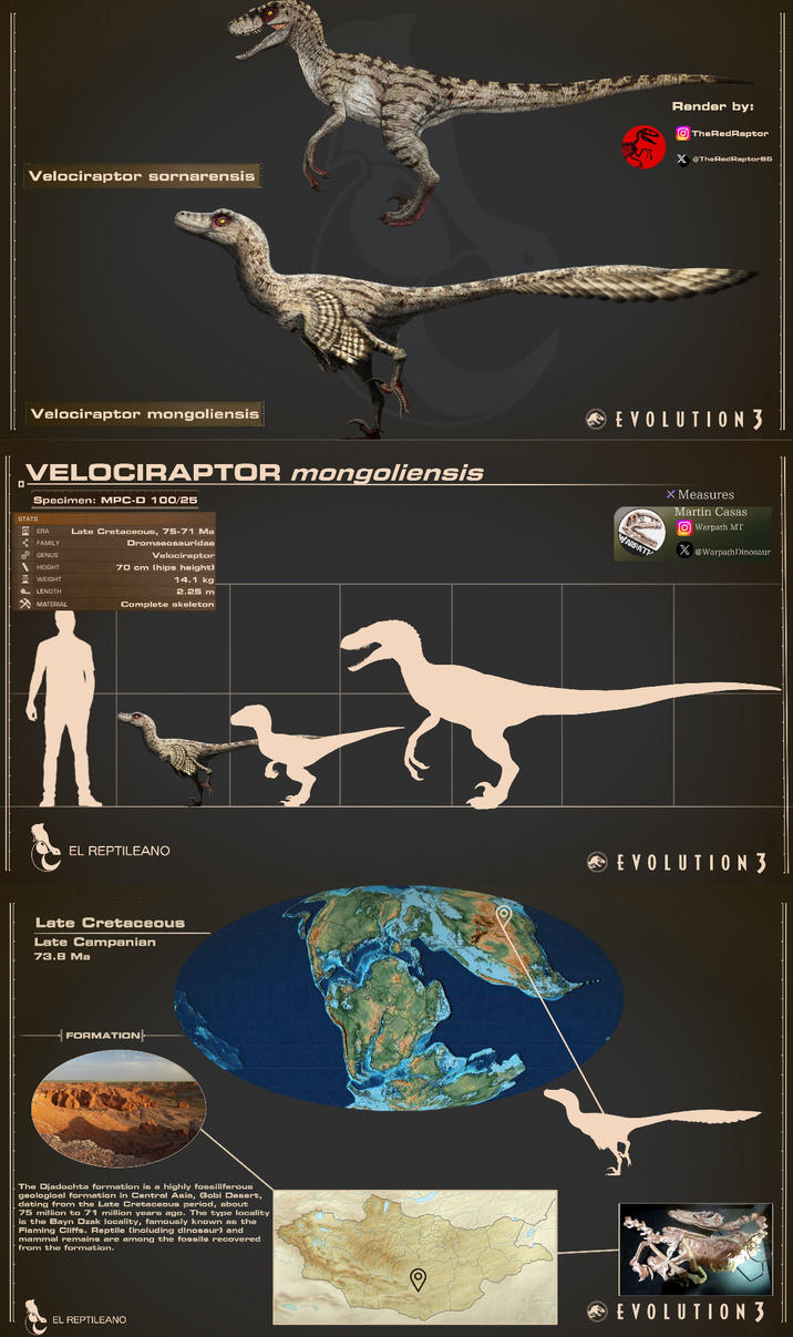 Velociraptor sornarensis Render by: TheRedRaptor X@TheRedRaptor65 EVOLUTION 3 口 Velociraptor mongoliensis VELOCIRAPTOR mongoliensis Specimen: MPC-D 100/25 WARPATH STATS ERA FAMILY GENUS HEIGHT WEIGHT LENGTH MATERIAL Late Cretaceous, 75-71 Ma Dromaeosauridae Velociraptor 70 cm (hips height) 14.1 kg 2.25 m Complete skeleton X Measures Martin Casas [O] Warpath MT X@Warpath Dinosaur EL REPTILEANO EVOLUTION3 Late Cretaceous Late Campanian 73.8 Ma FORMATION The Djadochta formation is a highly fossiliferous geological formation in Central Asia, Gobi Desert, dating from the Late Cretaceous period, about 75 million to 71 million years ago. The type locality is the Bayn Dzak locality, famously known as the Flaming Cliffs. Reptile (including dinosaur) and mammal remains are among the fossils recovered from the formation. EL REPTILEANO EVOLUTION 3
