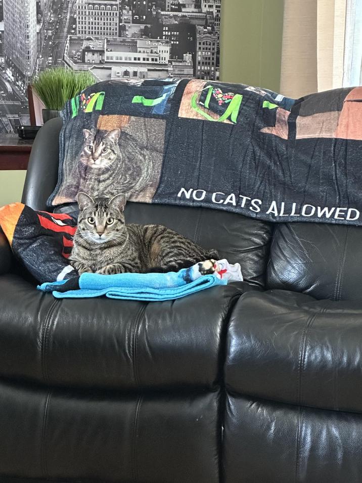 mmmmm MACE NO CATS ALLOWED