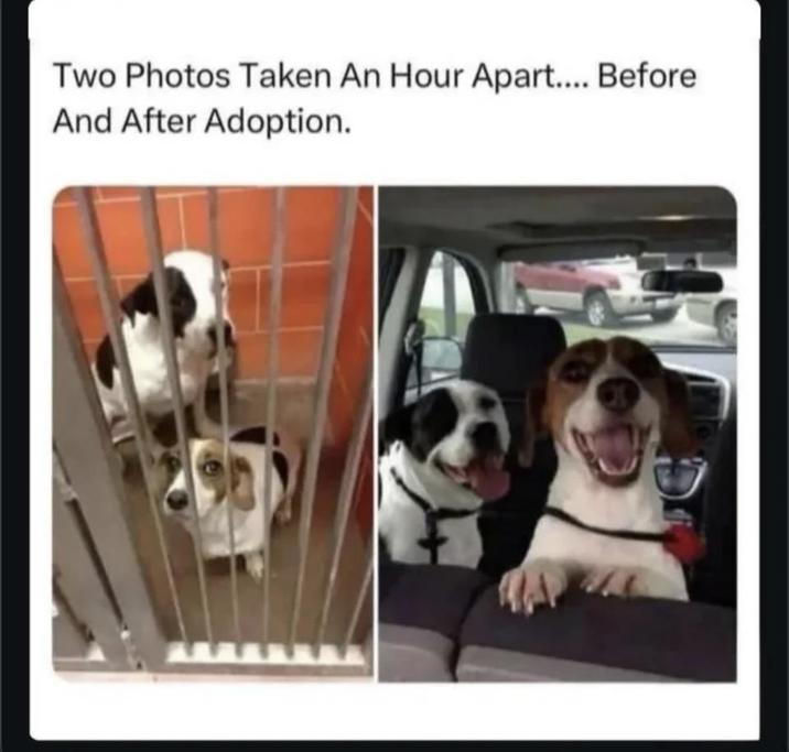 Two Photos Taken An Hour Apart.... Before And After Adoption.