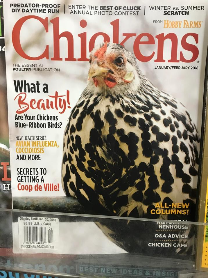 PREDATOR-PROOF DIY DAYTIME RUN ENTER THE BEST OF CLUCK ANNUAL PHOTO CONTEST WINTER vs. SUMMER SCRATCH d HOBBY FARMS Chickens THE ESSENTIAL POULTRY PUBLICATION What a Beauty! Are Your Chickens Blue-Ribbon Birds? NEW HEALTH SERIES AVIAN INFLUENZA, COCCIDIOSIS AND MORE SECRETS TO JANUARY/FEBRUARY 2018 GETTING A H Coop de Ville! Display Until Jan. 30, 2018 $5.99 U.S./ CAN 0 09128 488561" CHICKENSMAGAZINE.COM ALL-NEW COLUMNS! HISTORICAL HENHOUSE Q&A ADVICE CHICKEN CAFÉ Ben BEST NEW IDEAS & INSIGU
