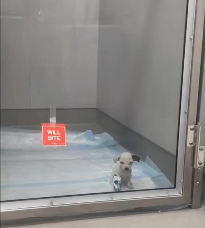 WILL BITE