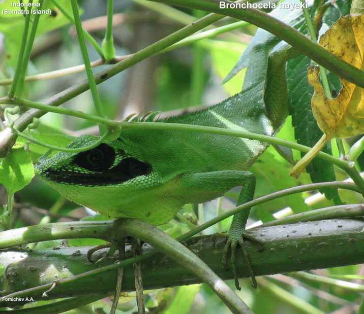 Indonesia (Sumatra Island) Fomichev A.A. Bronchocela hayeki
