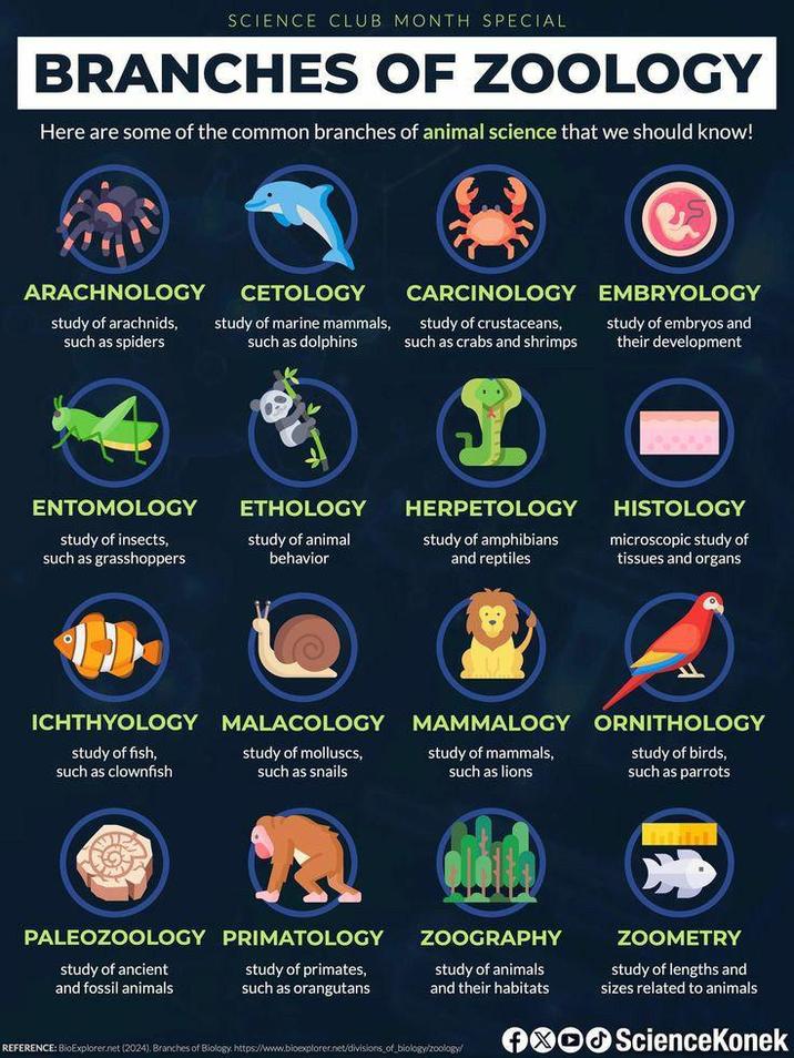 SCIENCE CLUB MONTH SPECIAL BRANCHES OF ZOOLOGY Here are some of the common branches of animal science that we should know! ARACHNOLOGY study of arachnids, such as spiders ENTOMOLOGY CETOLOGY study of marine mammals, such as dolphins ETHOLOGY study of insects, such as grasshoppers study of animal behavior CARCINOLOGY study of crustaceans, such as crabs and shrimps EMBRYOLOGY study of embryos and their development HERPETOLOGY study of amphibians and reptiles HISTOLOGY microscopic study of tissues and organs ICHTHYOLOGY MALACOLOGY study of fish, such as clownfish MAMMALOGY ORNITHOLOGY study of birds, such as parrots study of molluscs, such as snails study of mammals, such as lions PALEOZOOLOGY PRIMATOLOGY study of ancient and fossil animals study of primates, such as orangutans and their habitats ZOOGRAPHY study of animals ZOOMETRY study of lengths and sizes related to animals OOO ScienceKonek REFERENCE: BioExplorer.net (2024). Branches of Biology. https://www.bioexplorer.net/divisions_of_biology/zoology/