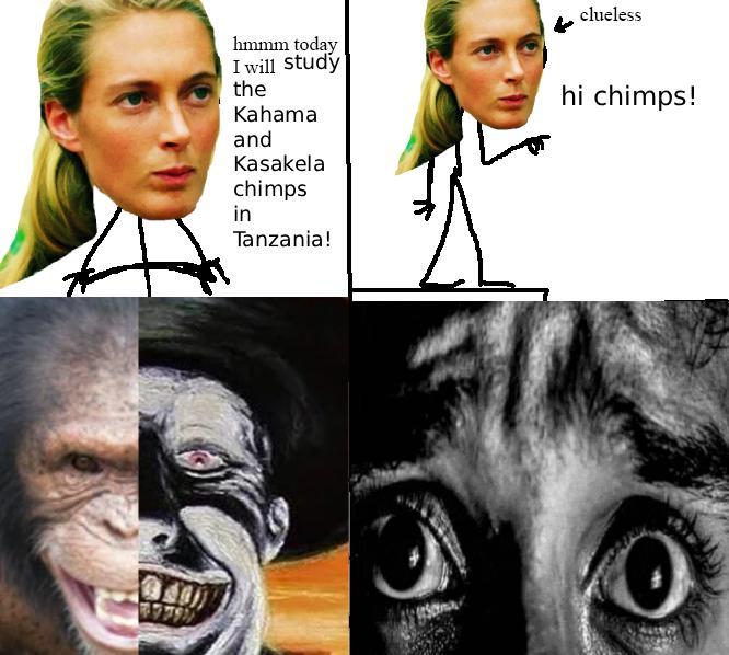clueless hmmm today I will study the Kahama and hi chimps! Kasakela chimps in Tanzania!