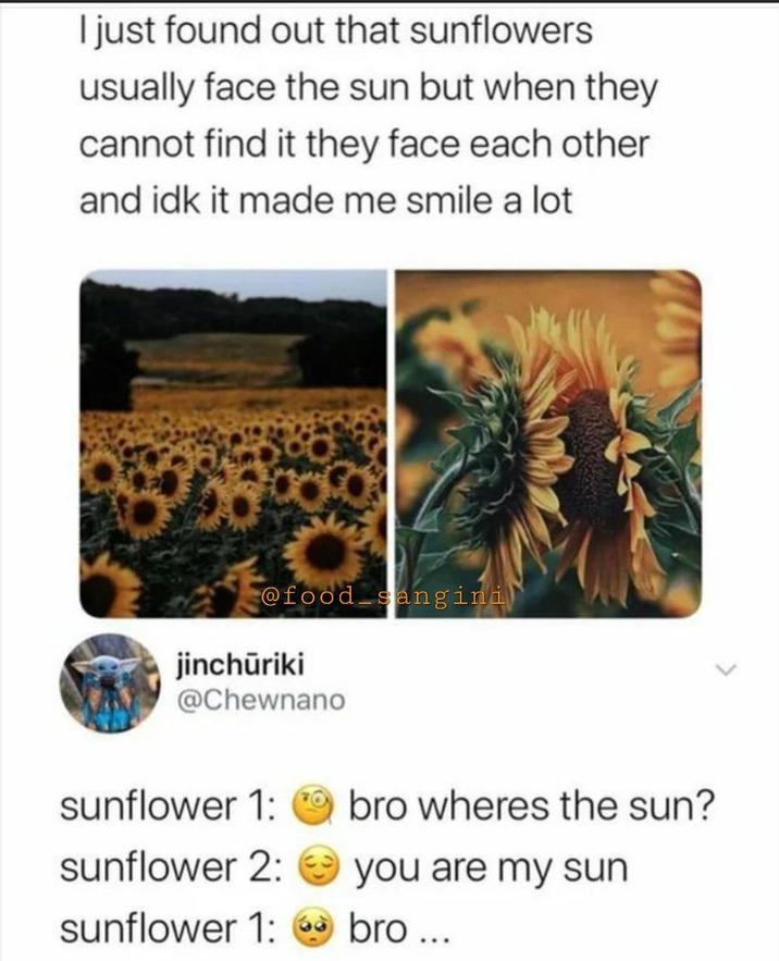 I just found out that sunflowers usually face the sun but when they cannot find it they face each other and idk it made me smile a lot @food sangini jinchūriki @Chewnano sunflower 1: bro wheres the sun? sunflower 2: you are my sun sunflower 1: bro...